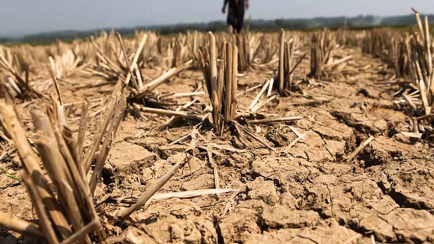 NatWest drought support: repayment holidays for farmers