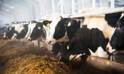 Farm skills shortage threatens UK food security, Arla warns