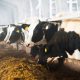 Farm skills shortage threatens UK food security, Arla warns