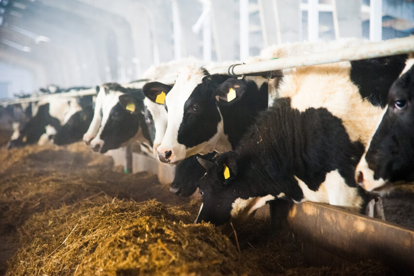 Farm skills shortage threatens UK food security, Arla warns