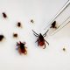 Florida Reports First Flesh-Eating Bacteria Death of 2026 as Vibrio