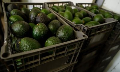 US suspends avocado inspections in Mexican state due to unspecified threat