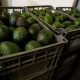 US suspends avocado inspections in Mexican state due to unspecified threat