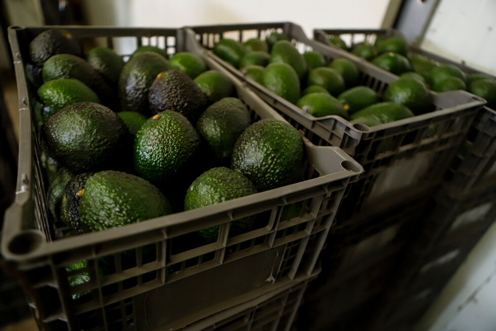 US suspends avocado inspections in Mexican state due to unspecified threat