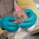 Skeletal remains found near pyramid in Peruvian capital reveal ancient rituals