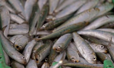 Dead sardines with herpes virus wash ashore in South Africa