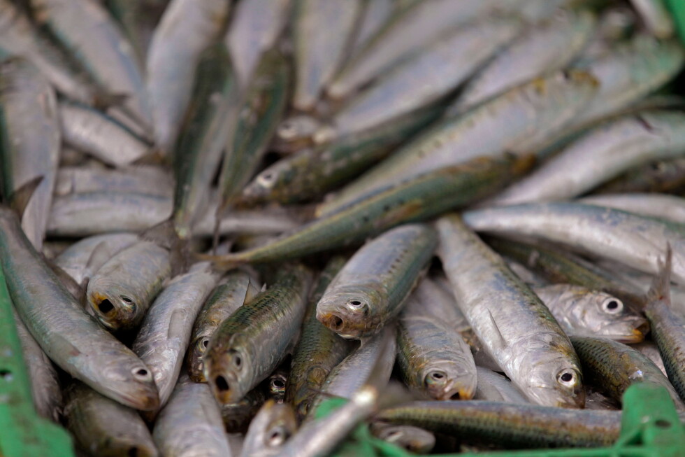 Dead sardines with herpes virus wash ashore in South Africa