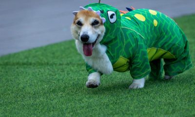Growing corgi race features 150 dogs competing for honors
