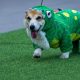 Growing corgi race features 150 dogs competing for honors