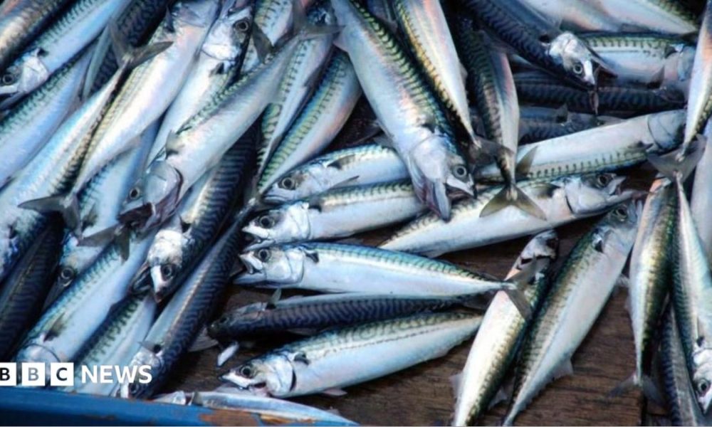 Fresh mackerel laid out on a wooden top