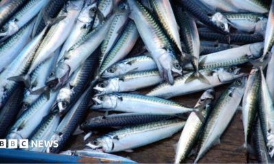 Fresh mackerel laid out on a wooden top