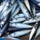 Fresh mackerel laid out on a wooden top