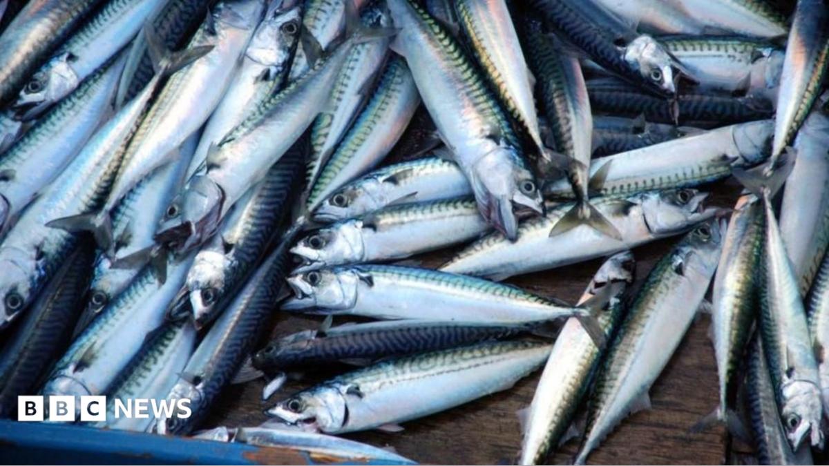 Fresh mackerel laid out on a wooden top