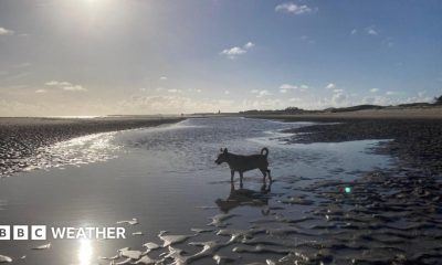 Dog enjoying the September evening sunshine on the beach in Burry Port, Carmarthenshire