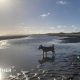Dog enjoying the September evening sunshine on the beach in Burry Port, Carmarthenshire