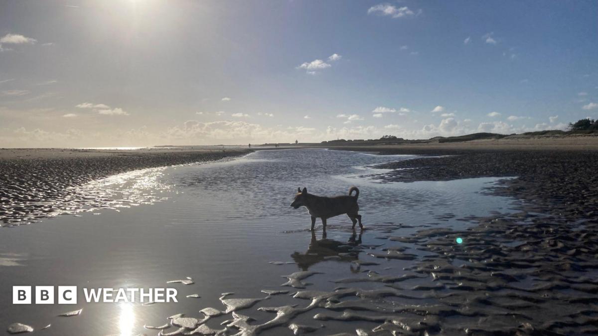 Dog enjoying the September evening sunshine on the beach in Burry Port, Carmarthenshire
