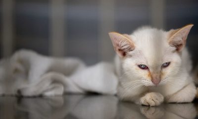 Cat ownership and food sales rise while dog demand falls