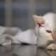 Cat ownership and food sales rise while dog demand falls