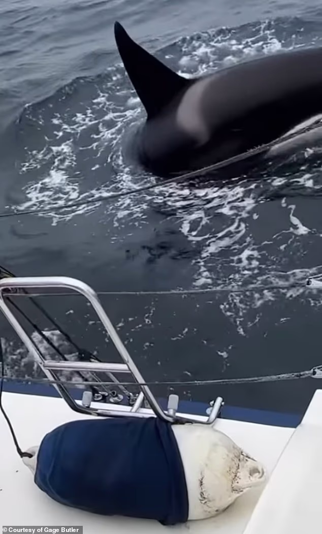 A pod of killer whales launched a terrifying eight-minute attack on a sailboat off Spain , tearing away half its rudder and forcing the crew to check for leaks