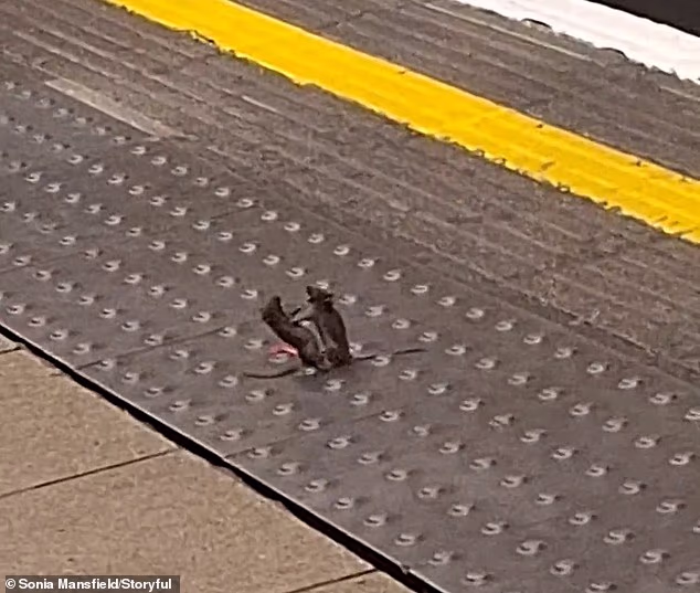 The battle of the rodents was caught on camera on the Central Line platform at Oxford Circus on Saturday