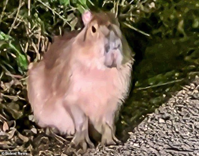 Pictured: Samba when she first escaped - this is not a new photo