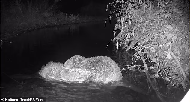 Two beavers that were released in Exmoor earlier this year have formed a pair - and may even start their own family (Pictured: CCTV footage of the pair)