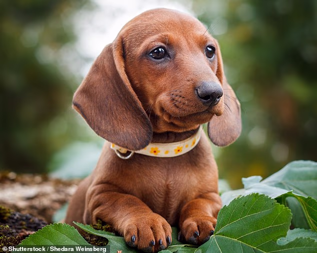 A cute brown-haired Dachshund puppy, most commonly known as a sausage dog, poses for a picture