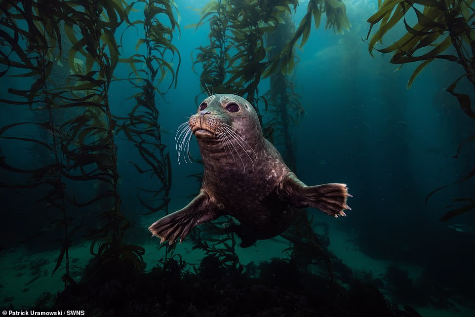 A seal in a kelp forest features among winners and runners-up in the Underwater Awards Australasia 2026. Nine category winners were chosen from hundreds of entries