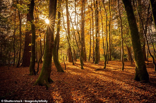 As autumn clicks in, take yourself on a leaf-peeping adventures to seek out the nation's boldest colours
