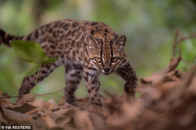 A tiny wild cat living in Bolivia's cloud forests has been identified as a new species in a remarkable discovery