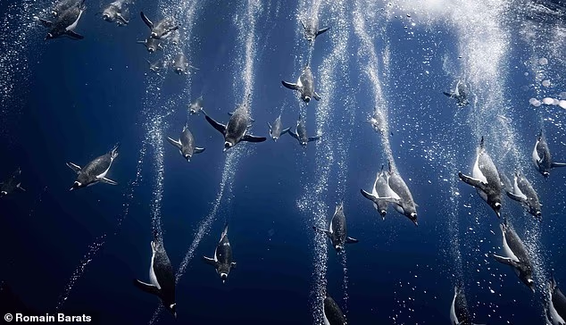 A photographer was snorkeling in the magnificent Port Charcot bay in Antarctica when a raft ofgentoo penguins suddenly showed up, en route to fish and feed on krill