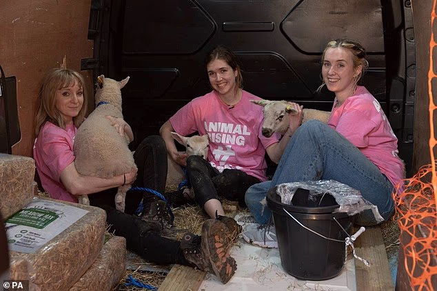 Rose Patterson, 37, along with Rosa Sharkey and Sarah Foy, both 26, spirited away three lambs during an early morning visit to Appleton Farm in Norfolk