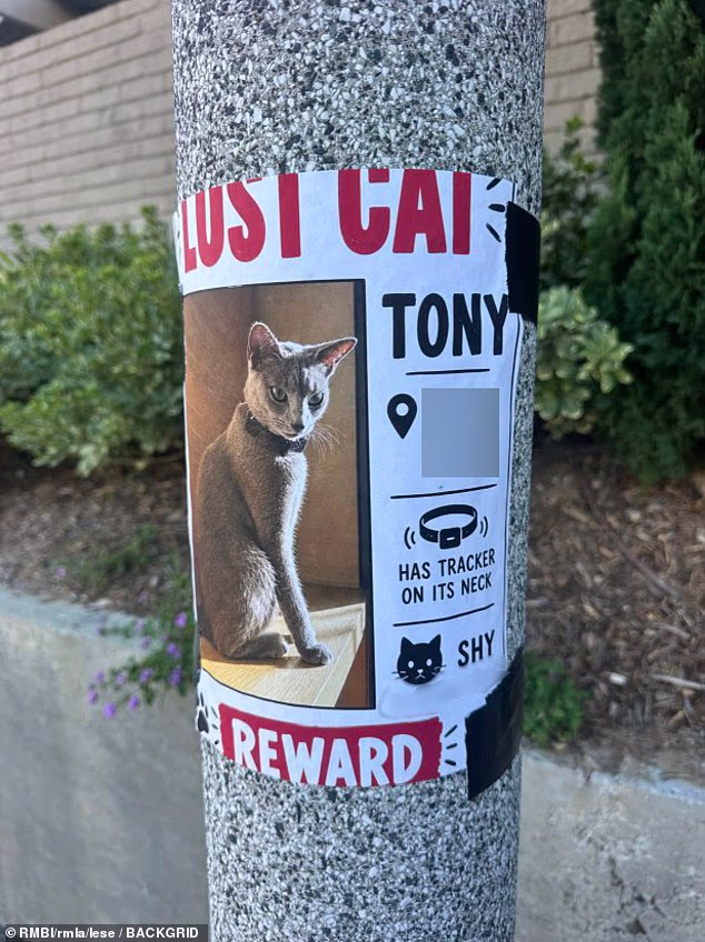 Kaia Gerber's beloved cat Tony has gone missing just days after her brother Presley Gerber died at 27 from a suspected drug overdose