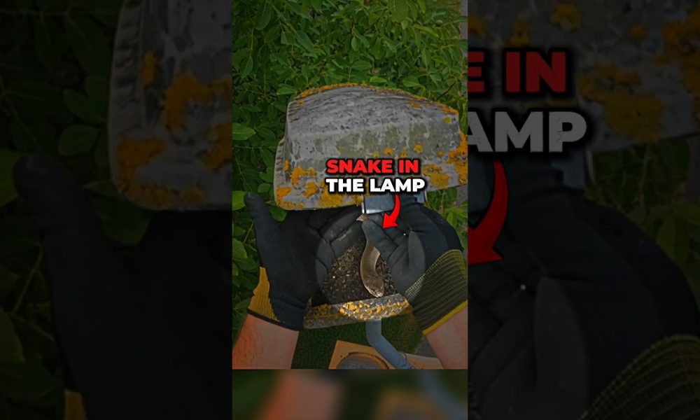 He found snake in the lamp! #fyp #foryou #viral #money #finance