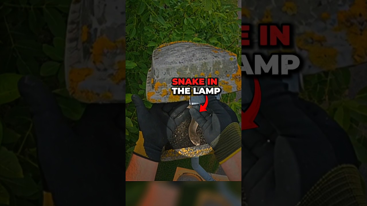 He found snake in the lamp! #fyp #foryou #viral #money #finance