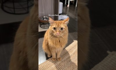 How about some financial instability #cat #funny #shorts TikTok original audio: The Vibe With Ky