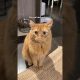 How about some financial instability #cat #funny #shorts TikTok original audio: The Vibe With Ky