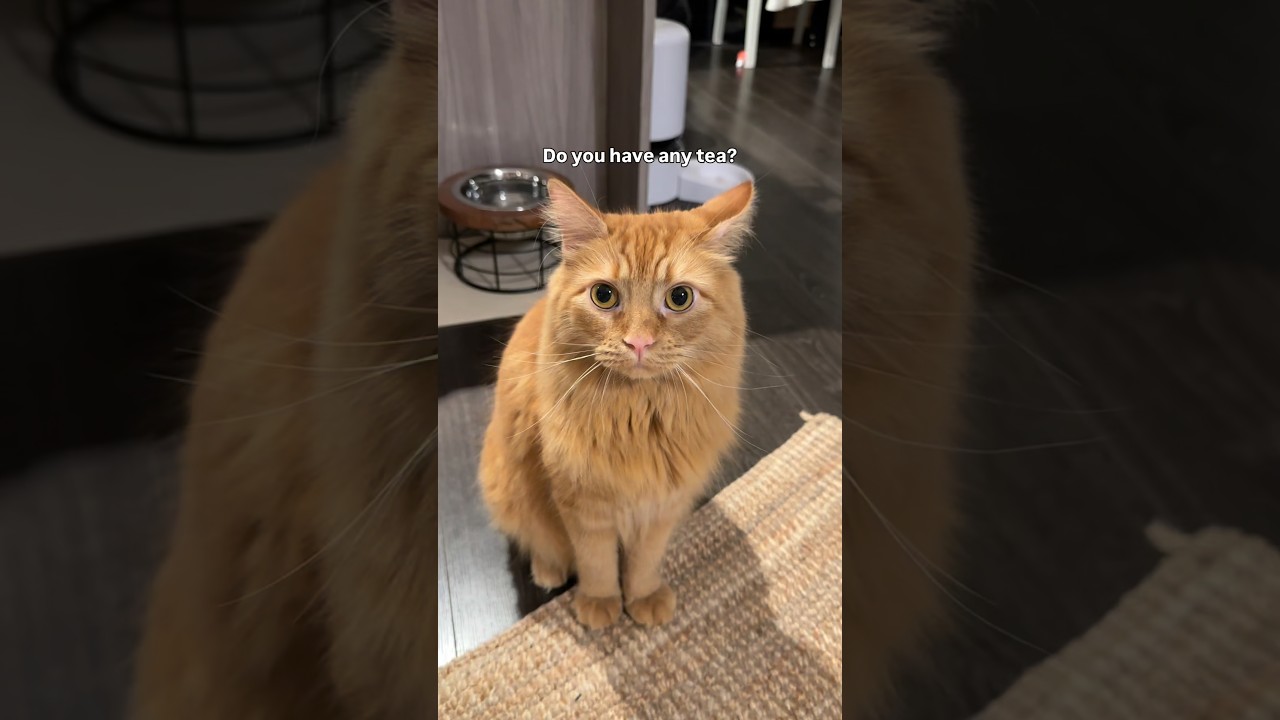 How about some financial instability #cat #funny #shorts TikTok original audio: The Vibe With Ky