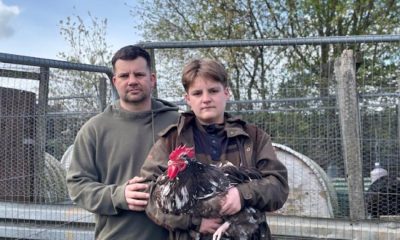 Durham County Council to 'reconsider' allotment cockerel ban