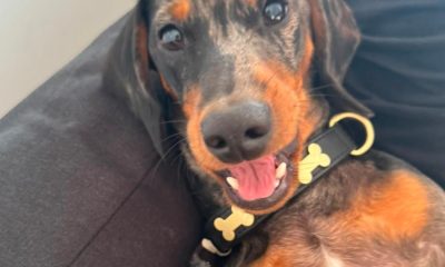 Missing dachshund Stanley still not found after one month
