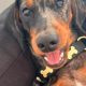Missing dachshund Stanley still not found after one month
