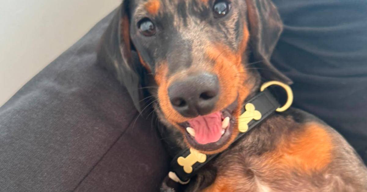 Missing dachshund Stanley still not found after one month
