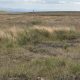 Holcombe Moor rewetting peat scheme to provide fire resilience