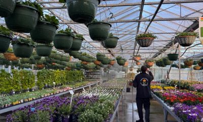 Hidden Yorkshire garden centre with flower pick and mix