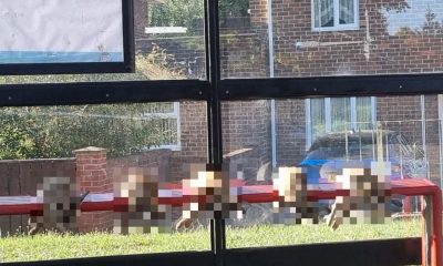 Pelton resident finds five dead rabbits lined up at bus-stop
