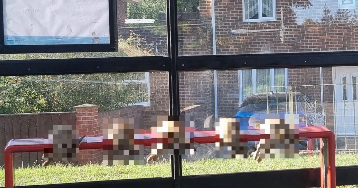 Pelton resident finds five dead rabbits lined up at bus-stop