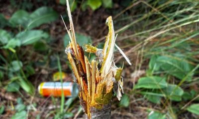 Damage at Rowntree Park garden in York is condemned