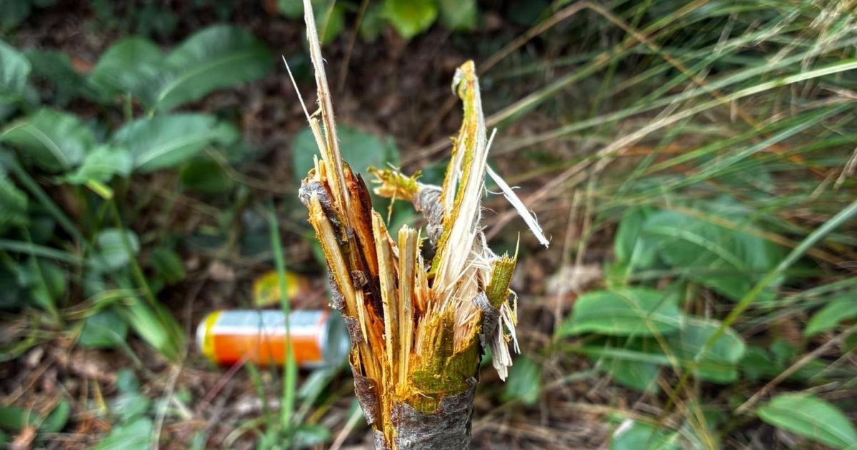 Damage at Rowntree Park garden in York is condemned