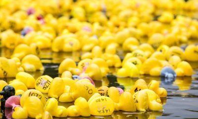 Darlington Duck Race to raise money for hospice care