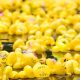 Darlington Duck Race to raise money for hospice care